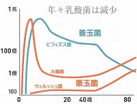 乳酸菌と共存共が健康を左右