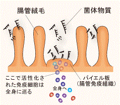 腸内環境の改善し病気の予防