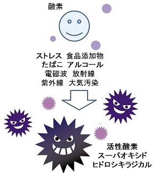 活性酸素 老化を招く