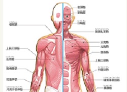 体の仕組み こころと体