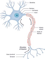 自律神経と内分泌系・免疫系
